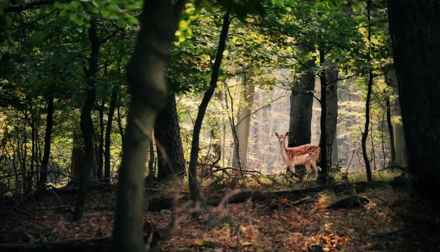 Châteauroux forest