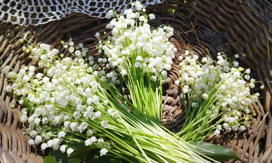 1st of May