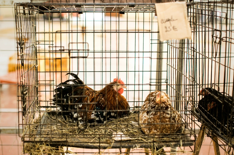 Foire des Hérolles