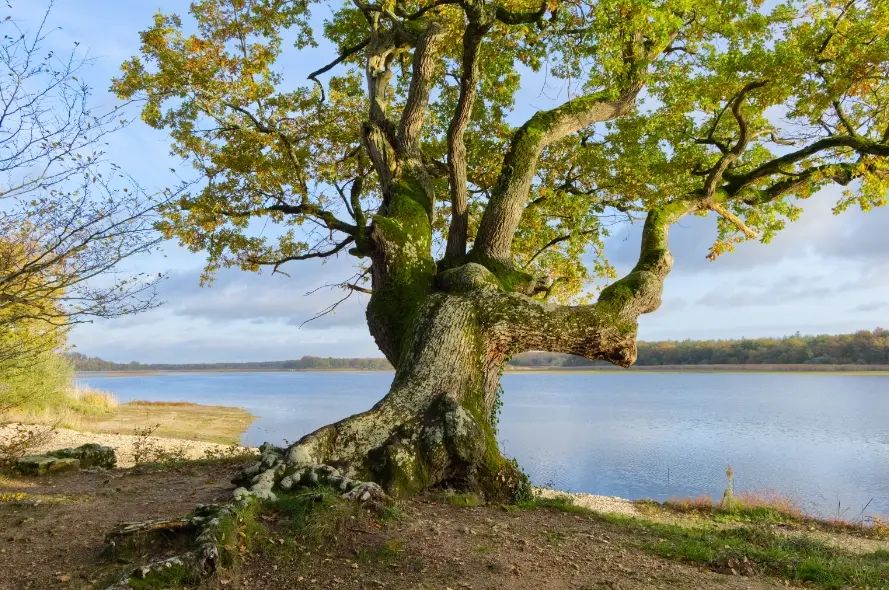 La Brenne