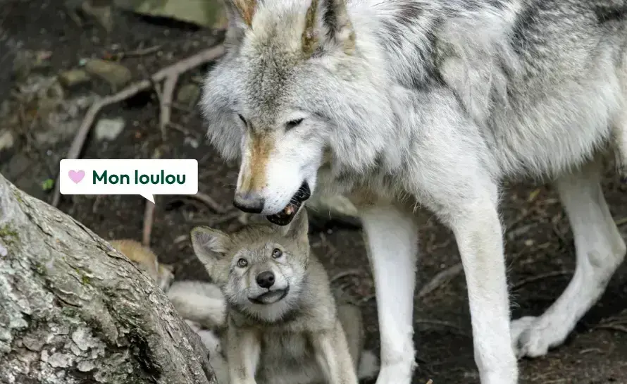 French terms of endearment