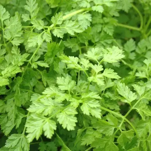 french herbs