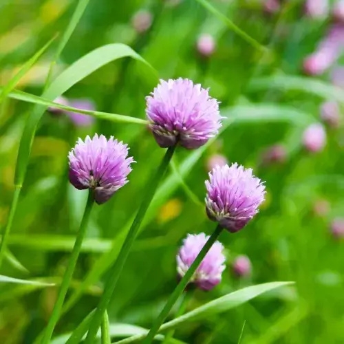 french herbs