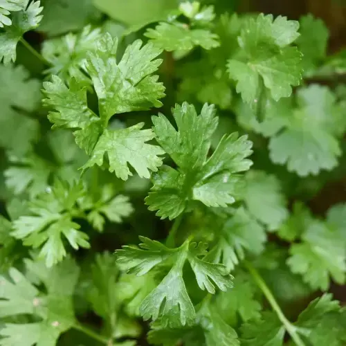 french herbs