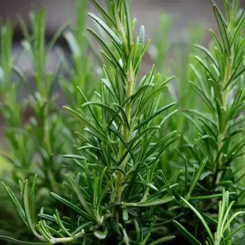 french herbs