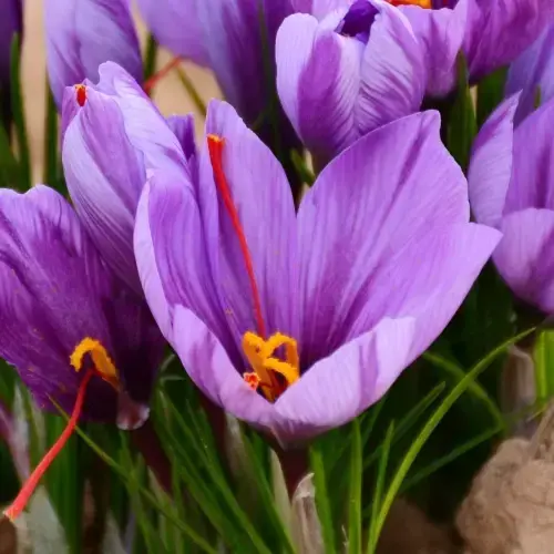 Saffron