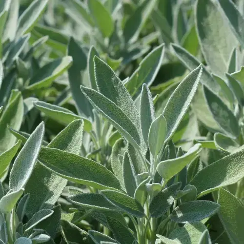 french herbs