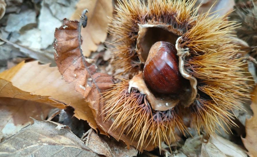 chestnuts